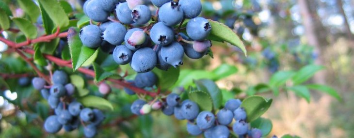 Blue_Huckleberries